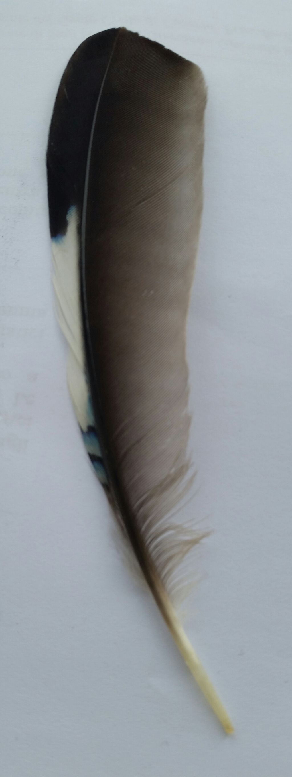 Penna di ghiandaia?  S� !